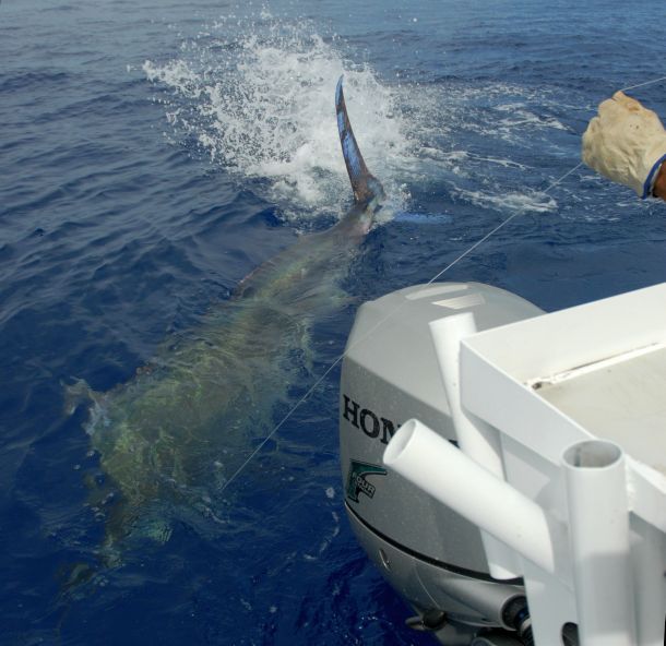 REPORT: Marlin bite hots up off Gold Coast